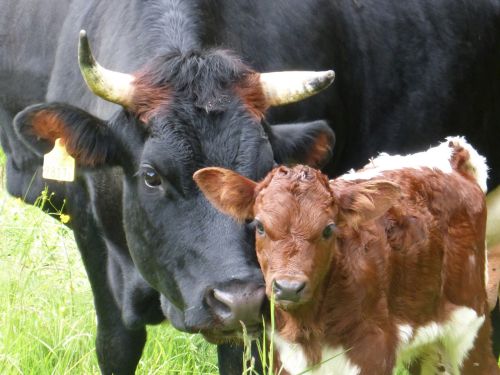 5.1_beef.ch_2018_Guldenthal_Tiere_Folder (5).JPG